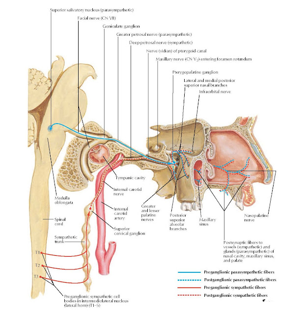 Autonomic Innervation of Nasal Cavity Anatomy