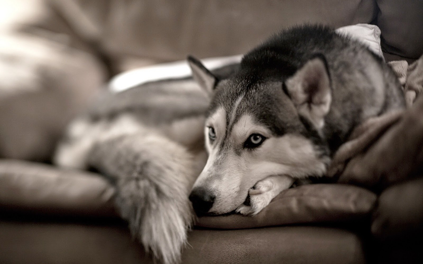 My Pet Can A Husky Live In An Apartment Can A Husky Live In An Apartment