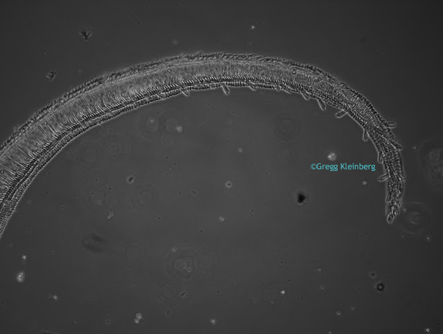 Monochrome microscopy image of butterfly tongue using PaxCam2+ CCD camera.