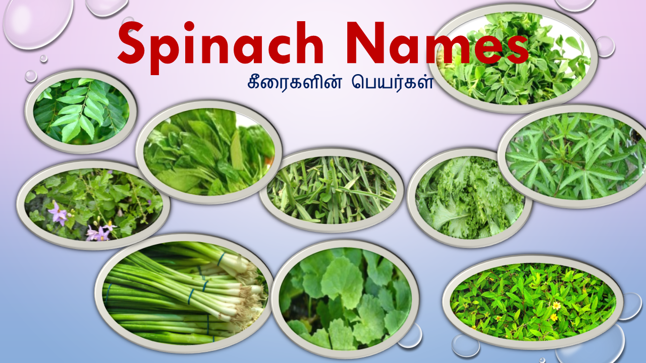 25 spinach names in Tamil and English