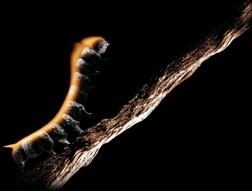 17-Match-Caterpillar-Flame-Russian-Photographer-Illustrator-Stanislav-Aristov-PolTergejst-www-designstack-co