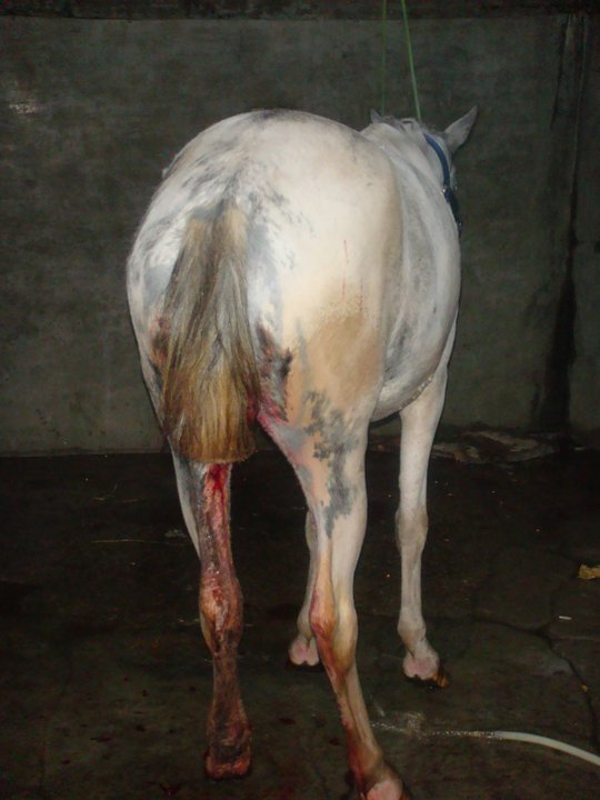 Los Caballos No Estan Solos Ayuda A Caballos Maltratados