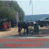 Ηγουμενίτσα: Τα ... αδέσποτα άλογα του Δρεπάνου και η Γαλάζια Σημαία