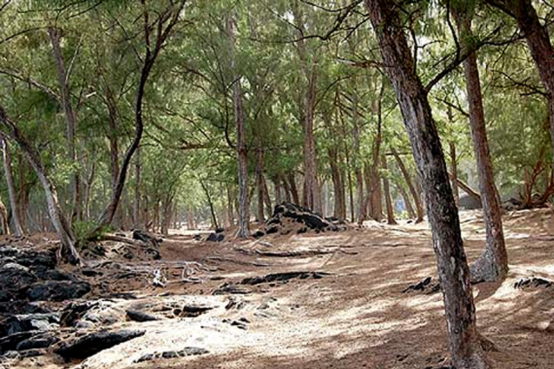 Haysmer Hawaii Planting Ironwood Trees