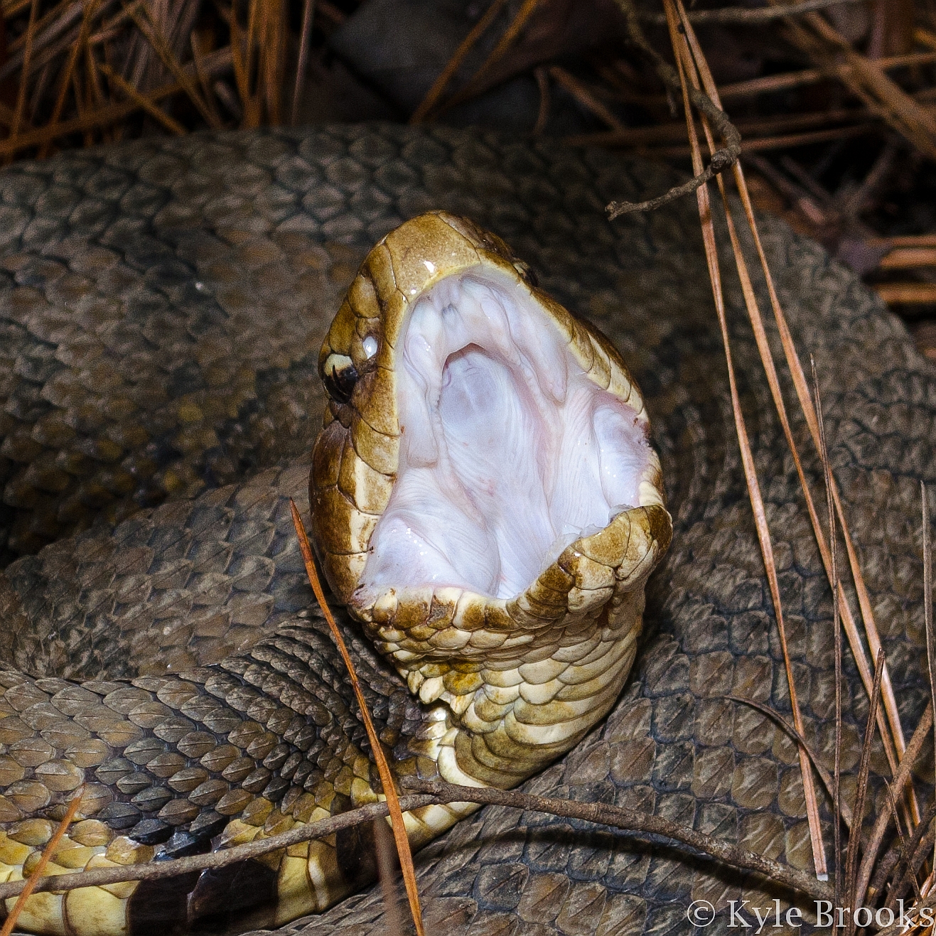 Cottonmouth display