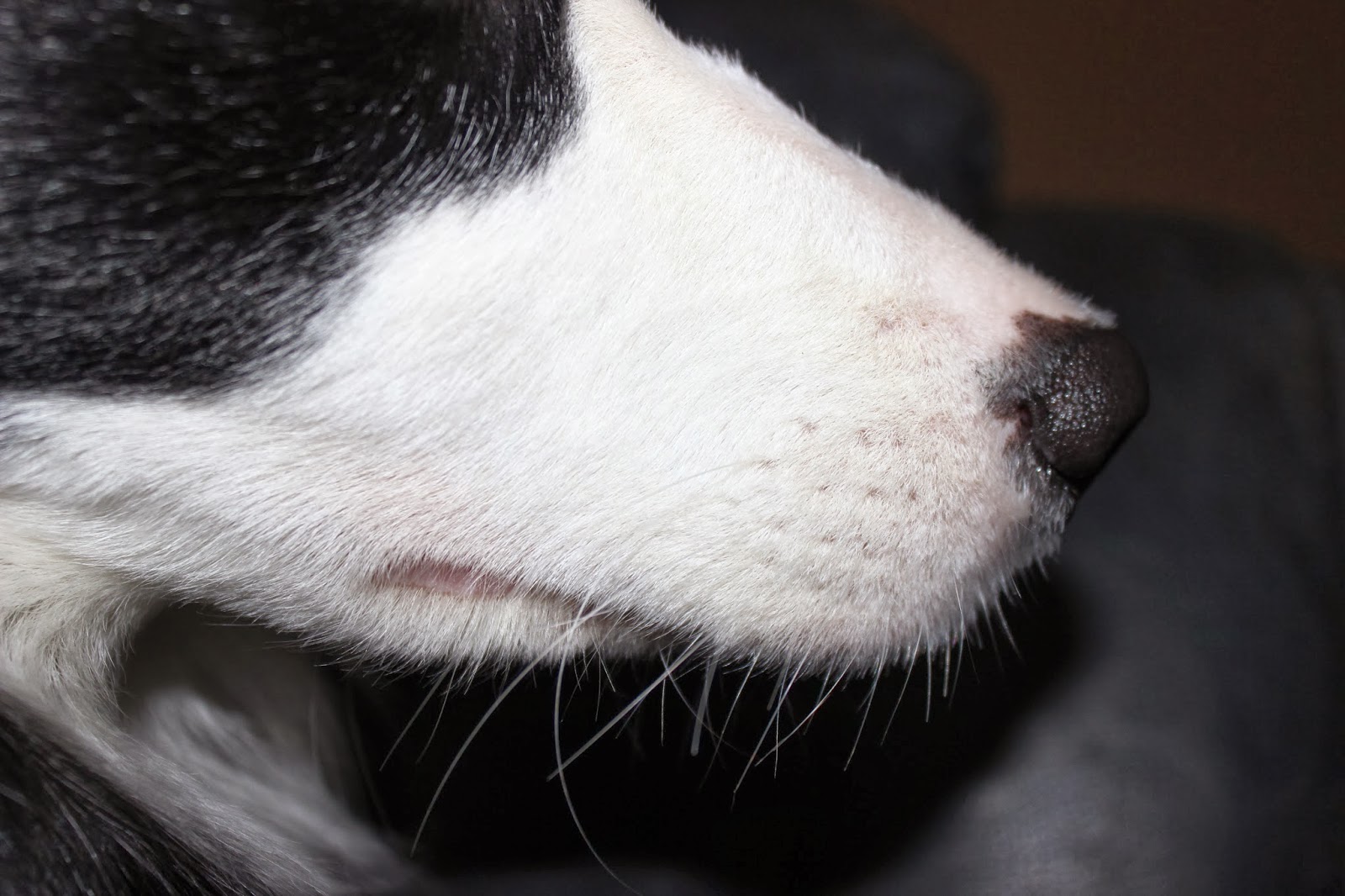 Know Thy Dog WHISKERS Bruce Fogle DOG The definitive guide for dog owners