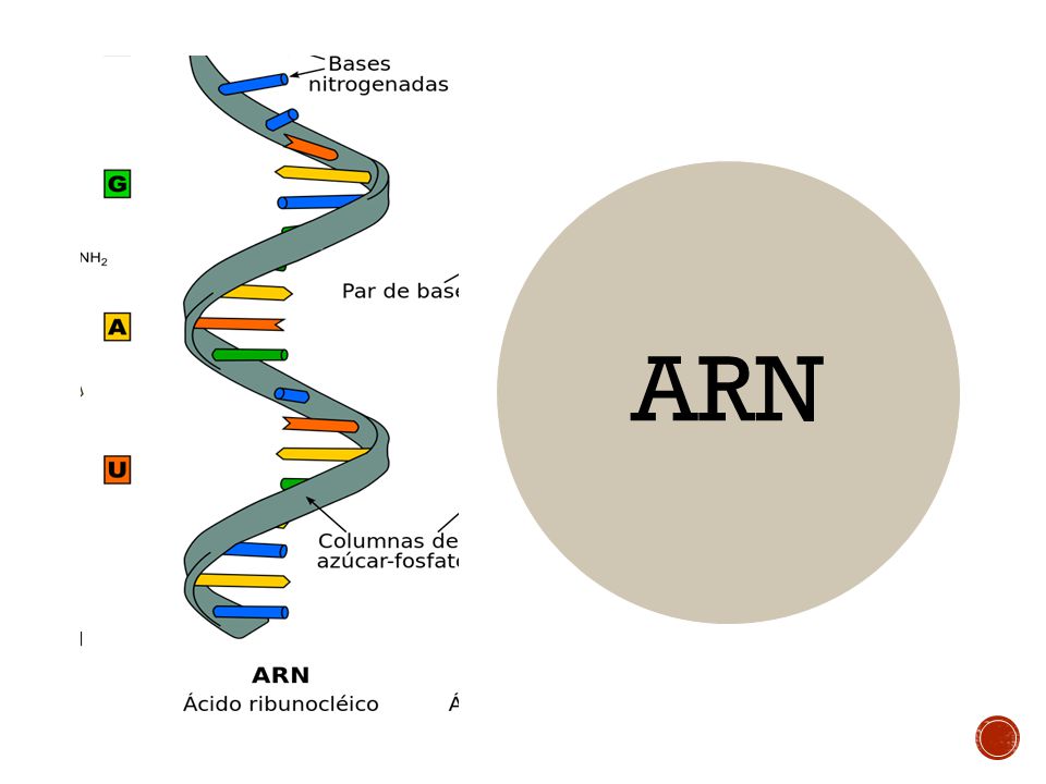 Qu'est-ce que l'ARN? ~ La Biologie Amusante