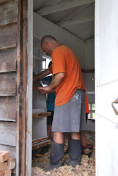 coop evolution chicken installing boxes