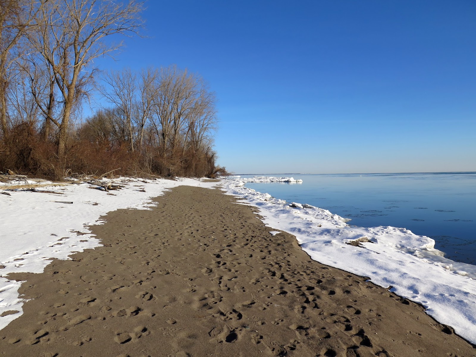 'Burg Birder Depths of Winter BirdingPoint Pelee