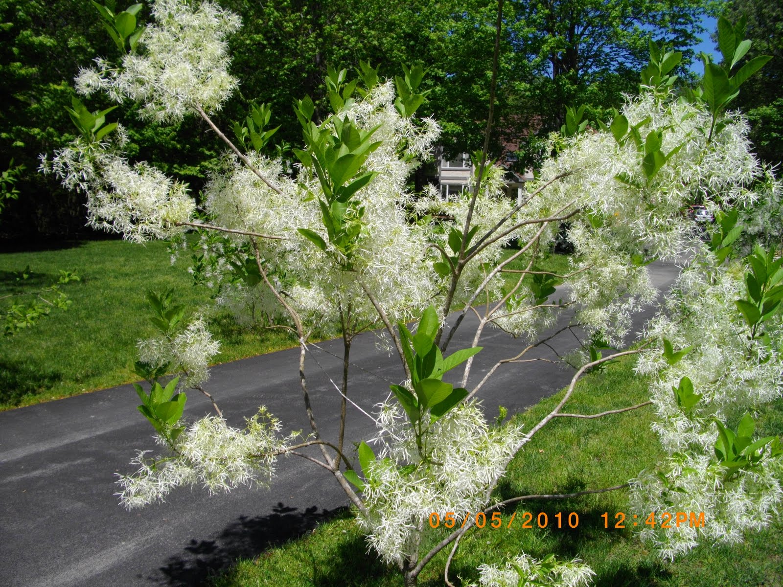 'D's DayDreams OUR FRINGE TREES
