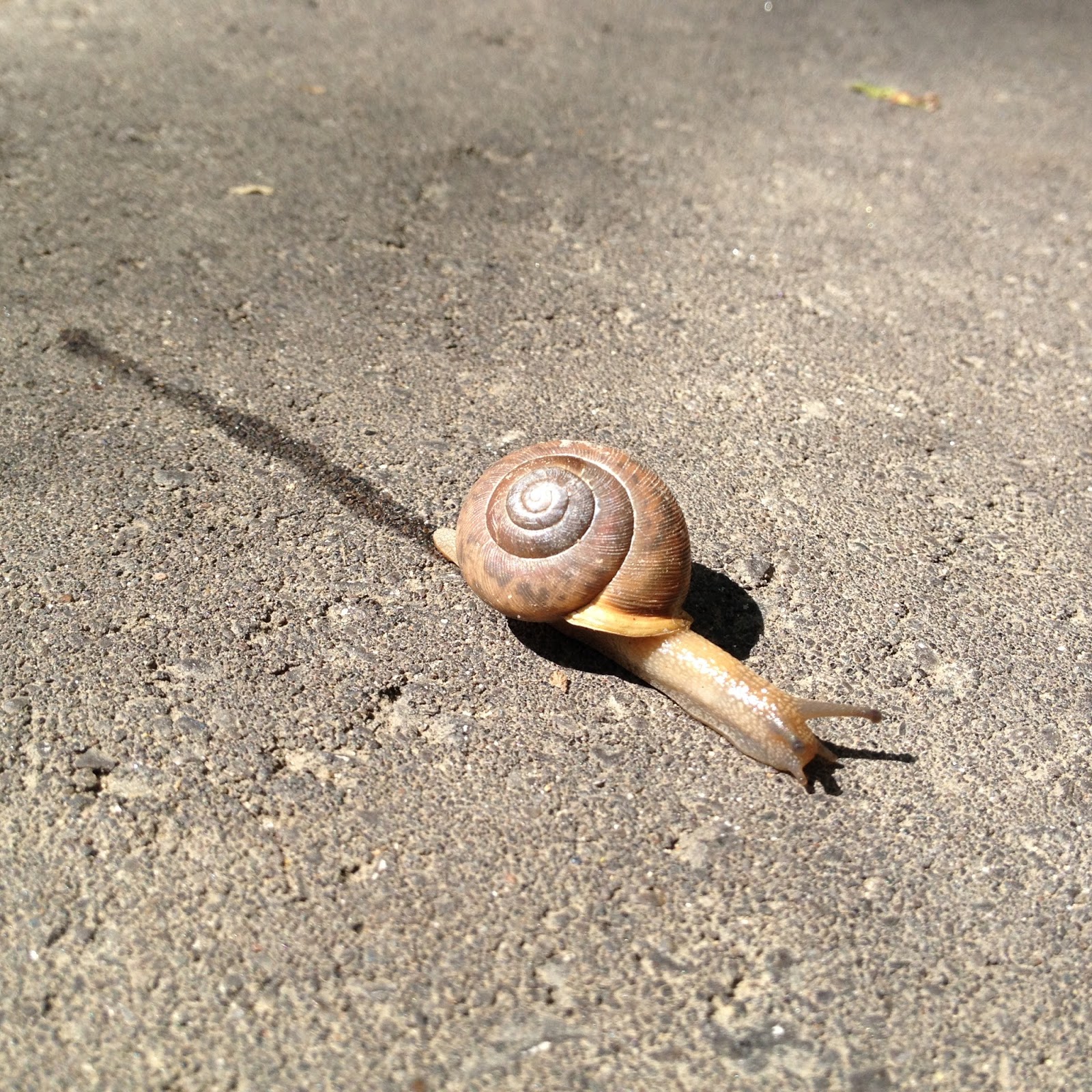 A snail's trail.