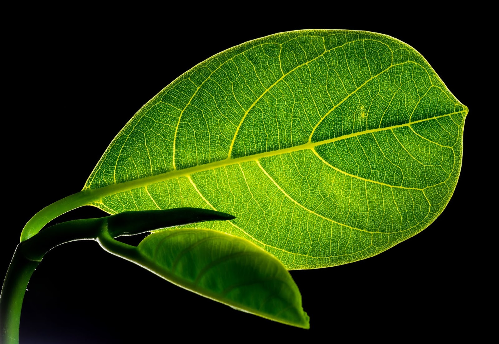 HD Leaves Wallpaper ~ hd walls