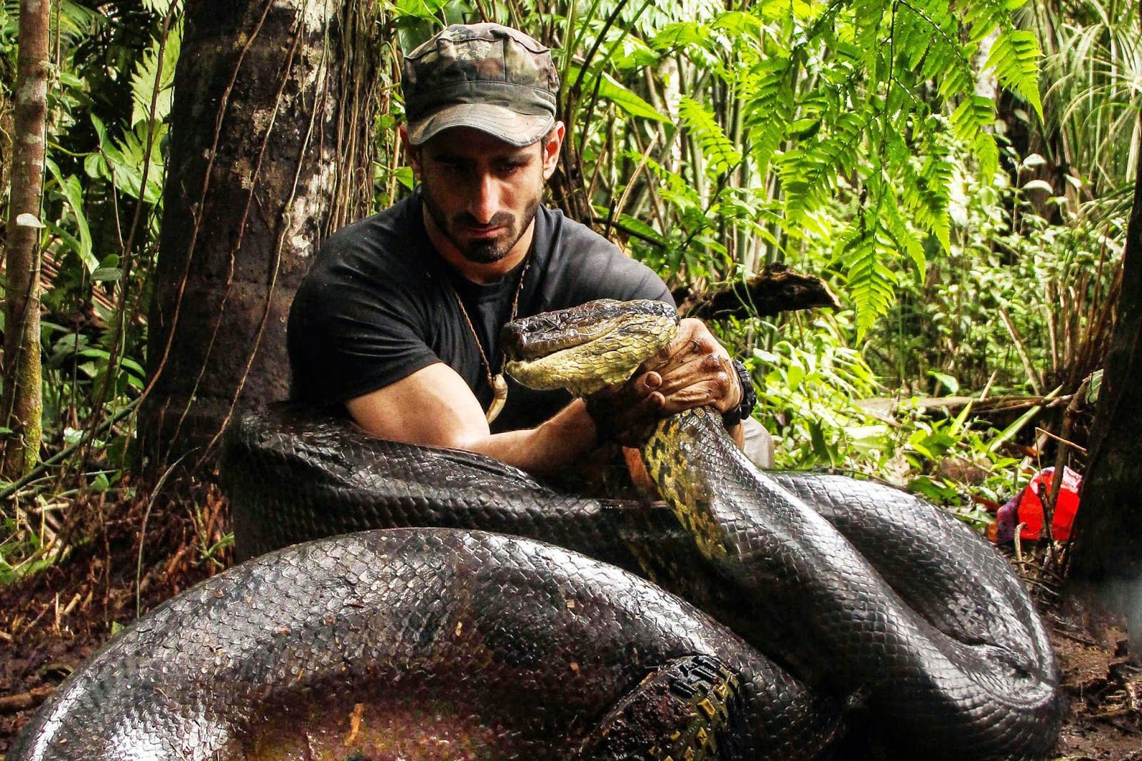 gambar ular - gambar ular anaconda