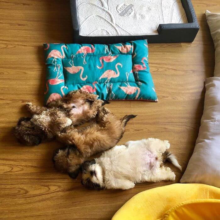 30 Hilariously Adorably Pictures Of Puppy Sleeping As If She Was 'Turned Off' 30 Hilariously Adorably Pictures Of Puppy Sleeping As If She Was 'Turned Off'