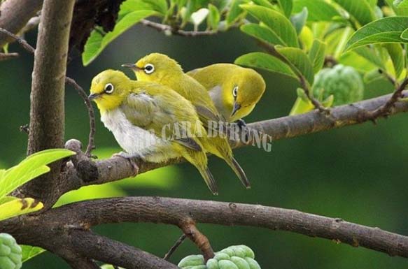 Tips Agar Pleci Cepat Gacor dan Ngeplong