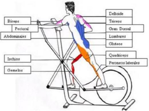 Bicicleta elíptica: un programa de entrenamiento - la