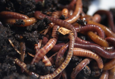 compost%2Bworms.jpg