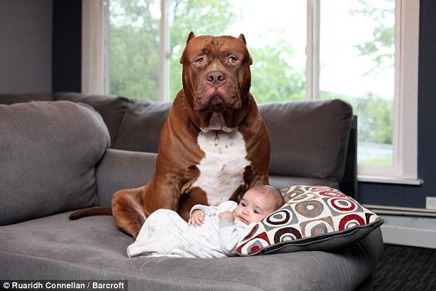 Trái với vẻ dữ dằn, chú chó pitbull khổng lồ nặng 76kg lại là một vú em đảm đang