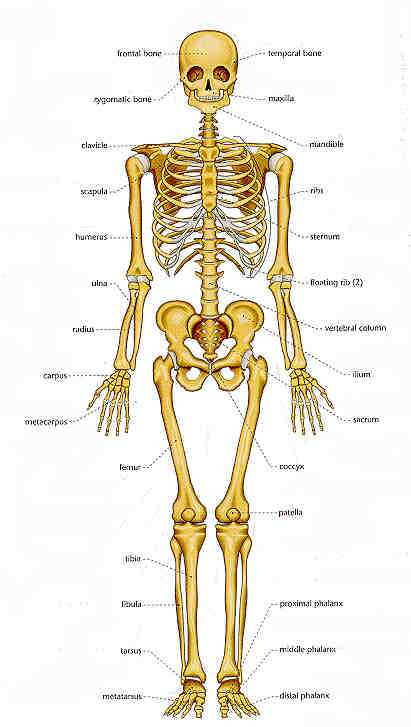 How many bones are in the human body? | Knowledge