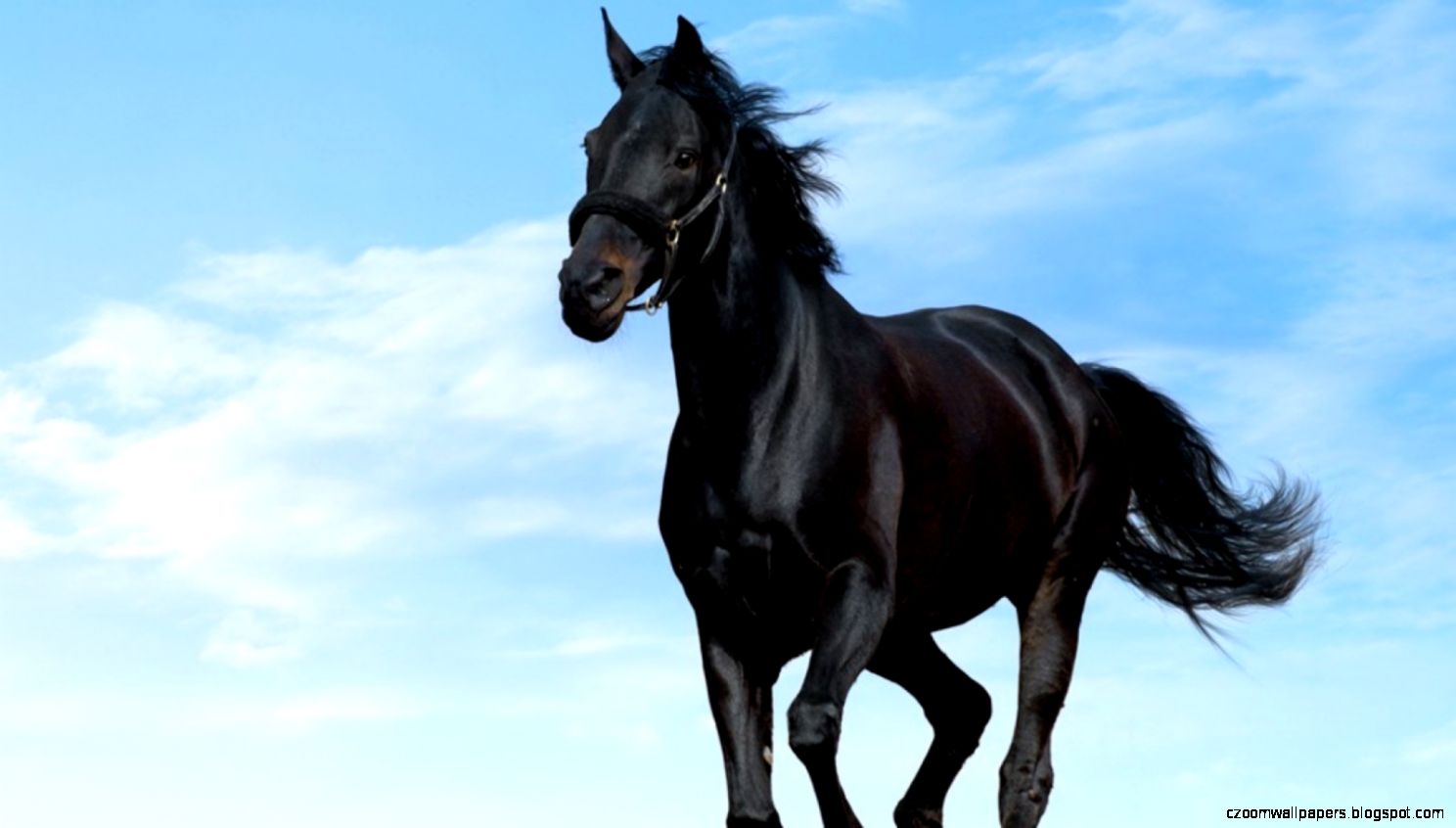 Awesome Hd Desktop Wallpapers Of Black Horse Running At Beach