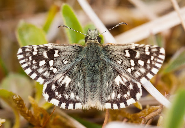 Grizzled Skipper - Buckinghamshire