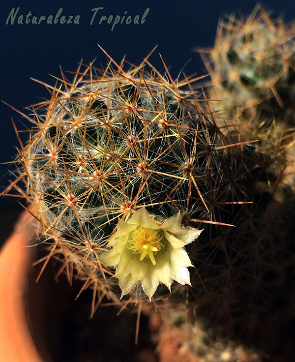 Mammillaria prolifera florecido
