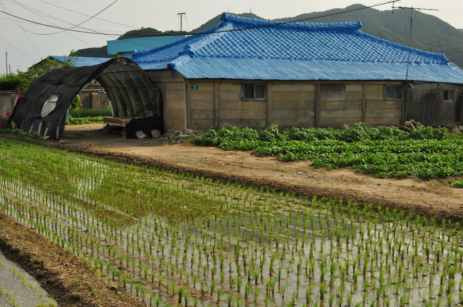 Jill in Korea Beautiful day in the farmland!