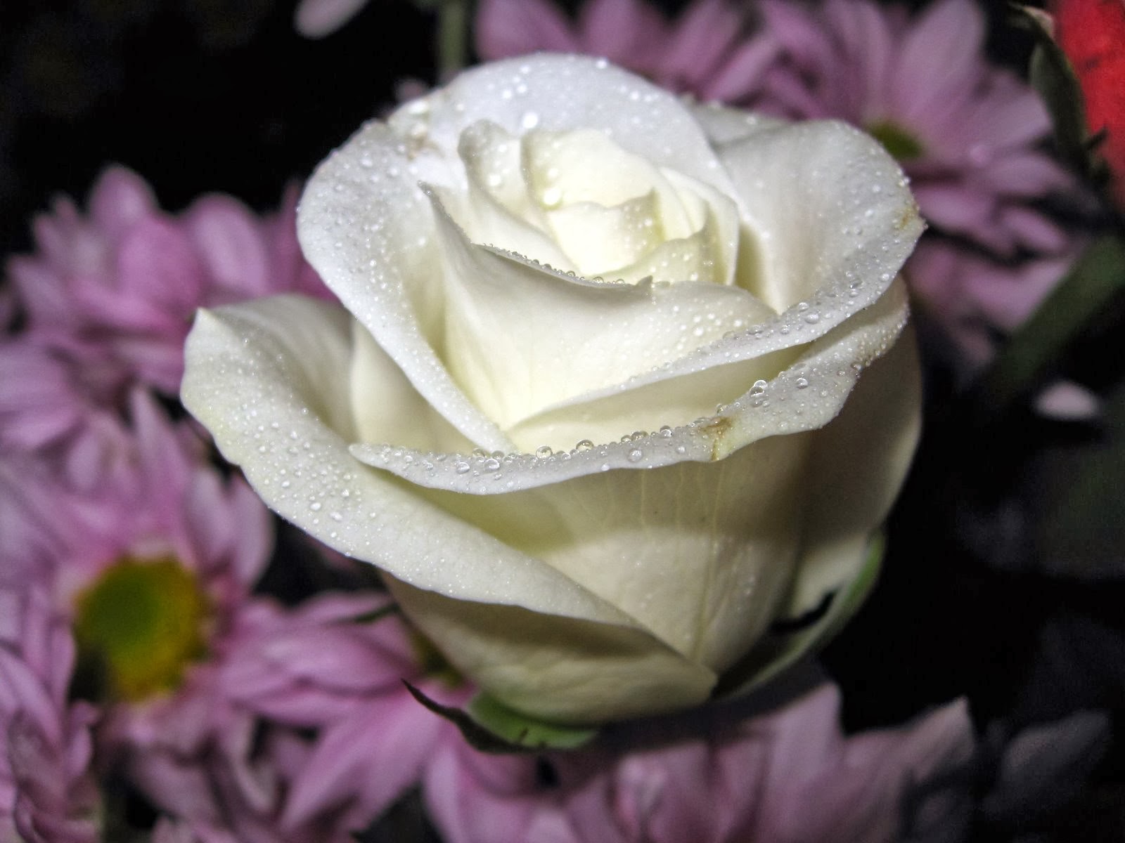 Kumpulan Gambar Bunga Mawar Putih  yang Cantik Indah Blog 