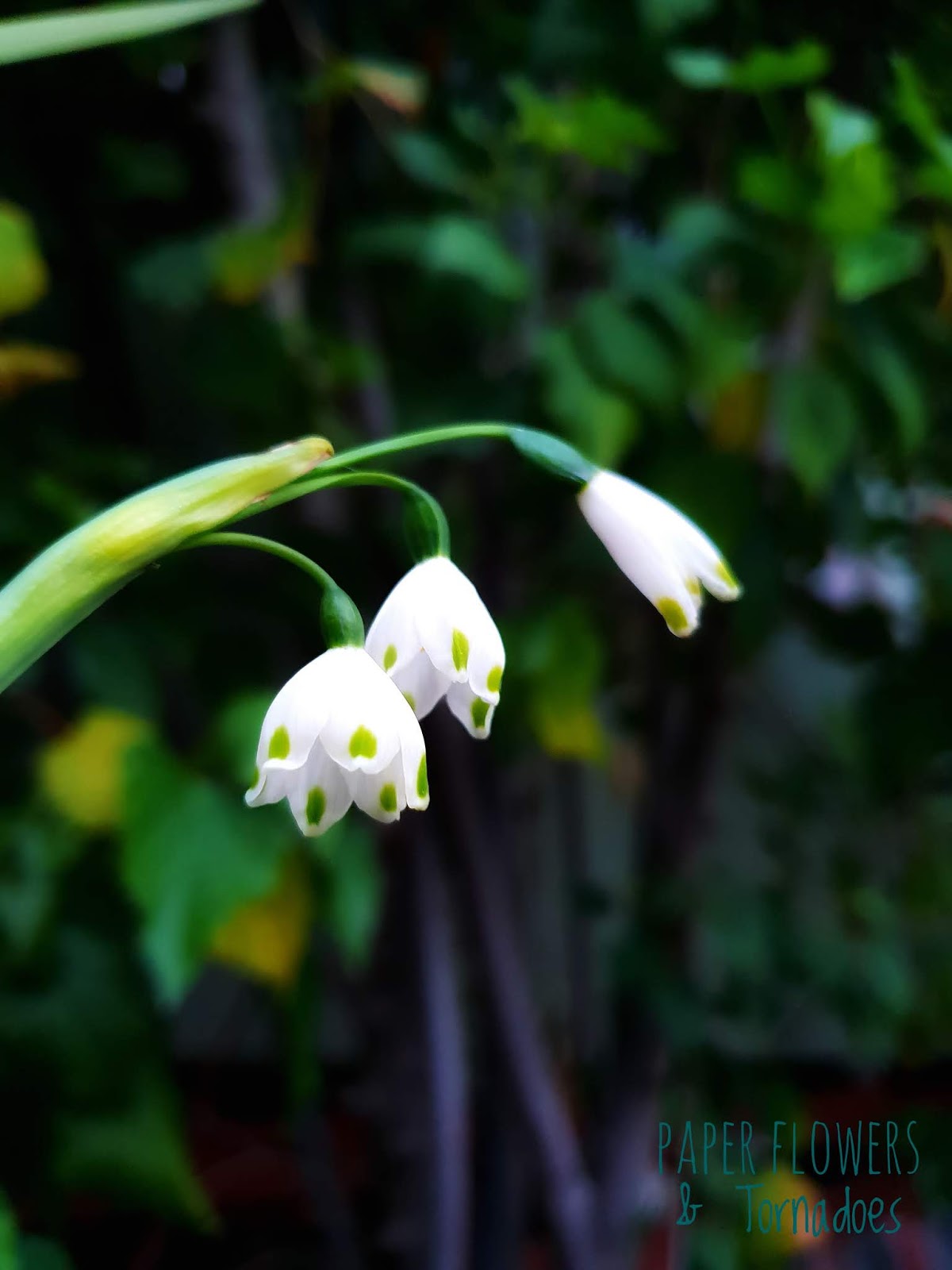 MoonCircusGypsy Illustrations Petals & Purpose