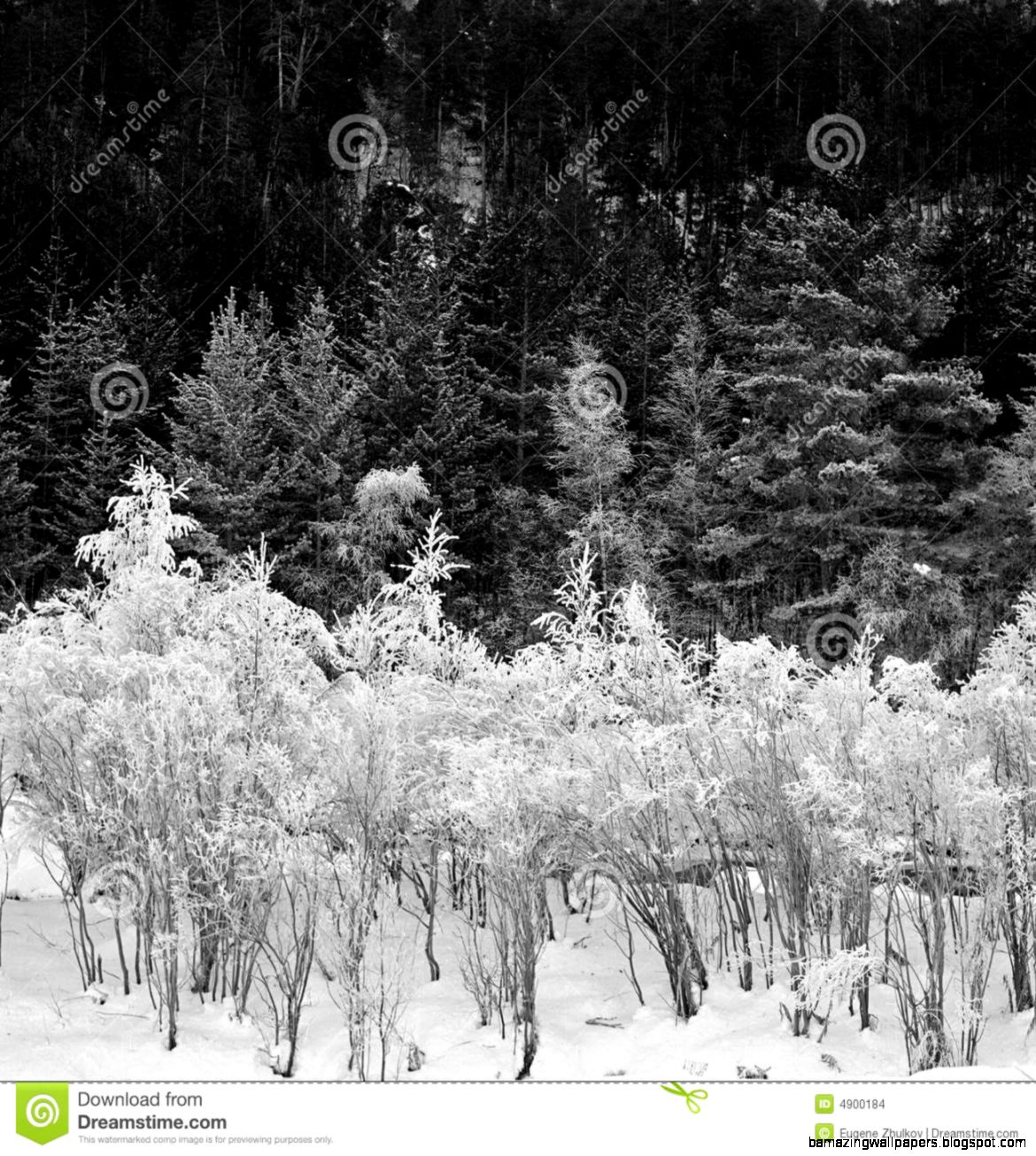 Black and White Winter Forest