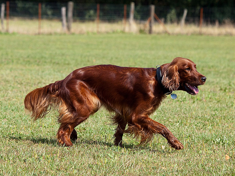 Irish Setter Excellent Companion Dog and Family Pet Best Puppys