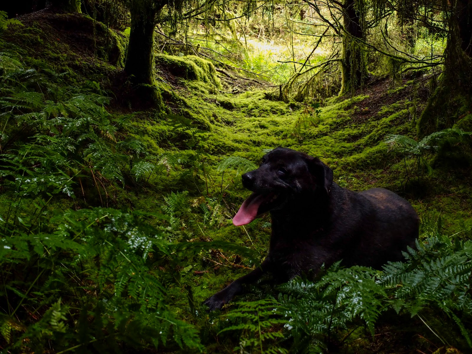 A black Labrador Judy lying on a mossy forest floor.