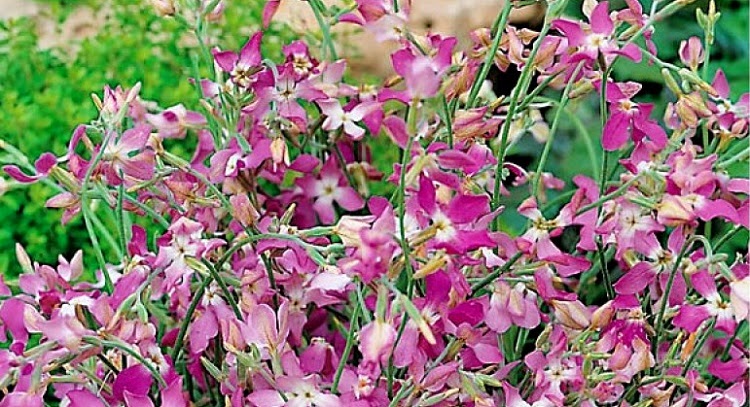 how to scent a how to grow scented stocks from seed the garden of eaden how to scent a how to grow scented stocks from seed the garden of eaden
