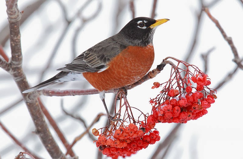 The Bruce Mactavish Newfoundland Birding Blog The Winter Robins are