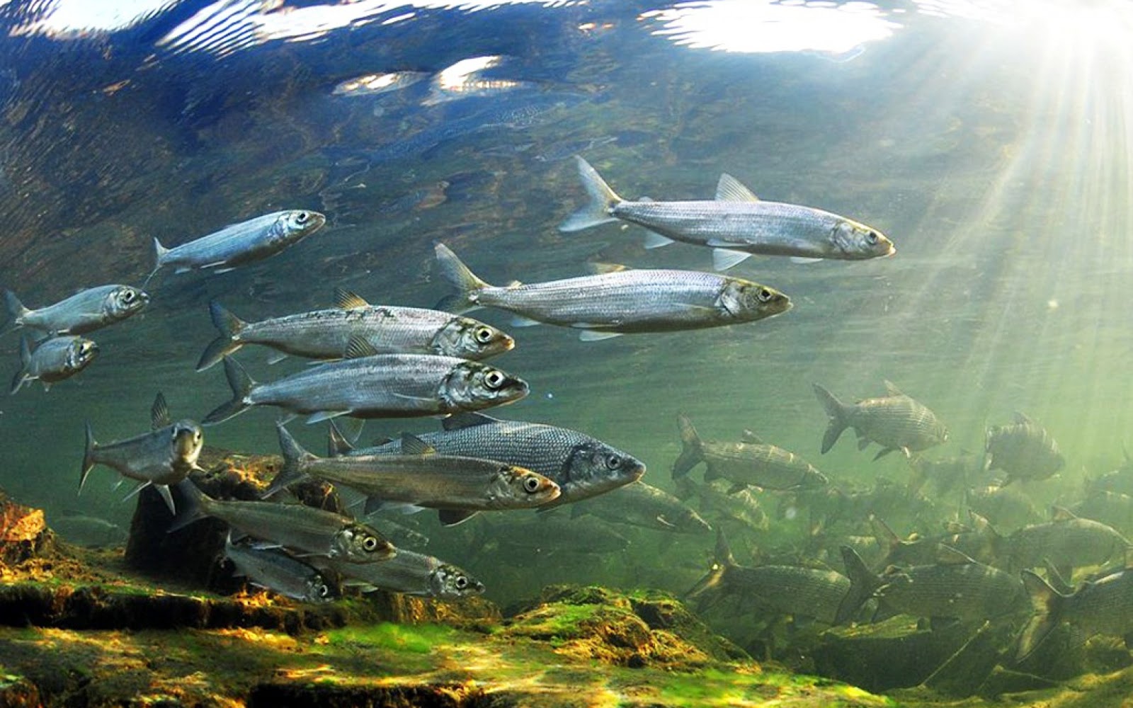В озере байкал водится рыба. Байкал омуль Байкальский. Омуль рыба. Байкальская рыба омуль. Омуль Байкальский фото.