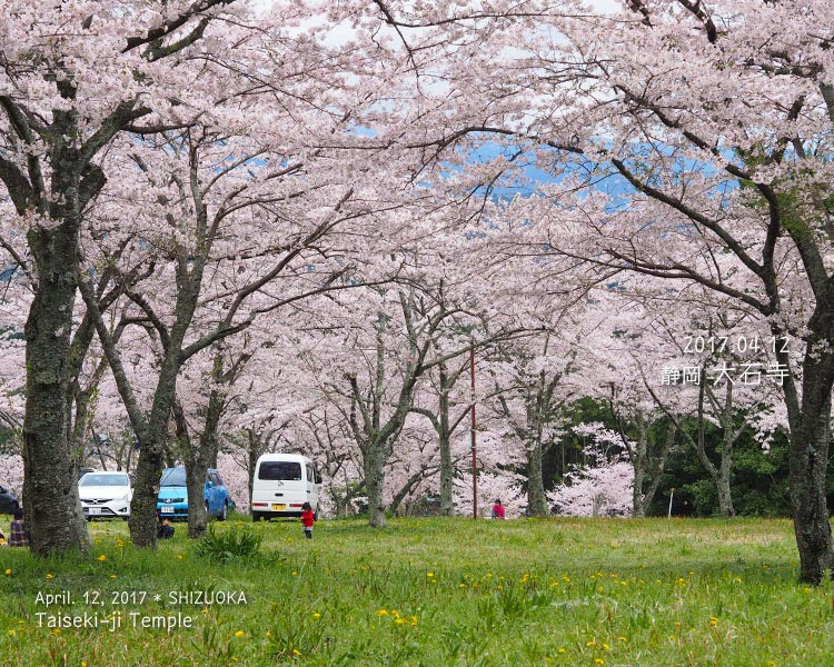 大石寺と常灯ヶ峰駐車場の桜