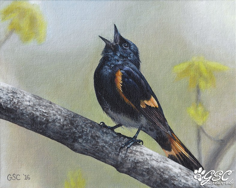 american redstart warbler small wild bird wildlife animal acrylic painting art