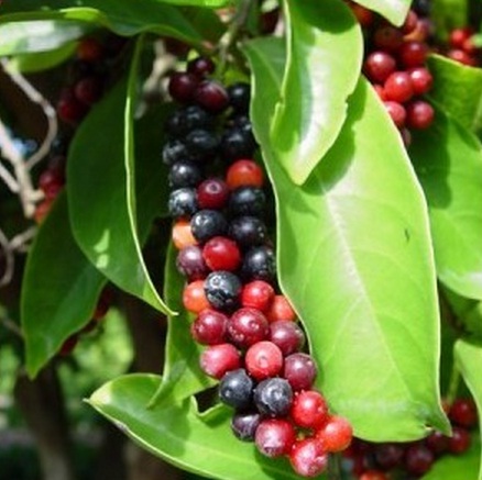 Aneka Ragam Hayati Buah Uni Atau Buni