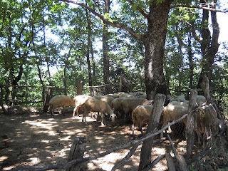 BIRD ON HER HEAD: August 2011