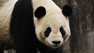 oso panda biocombustible
