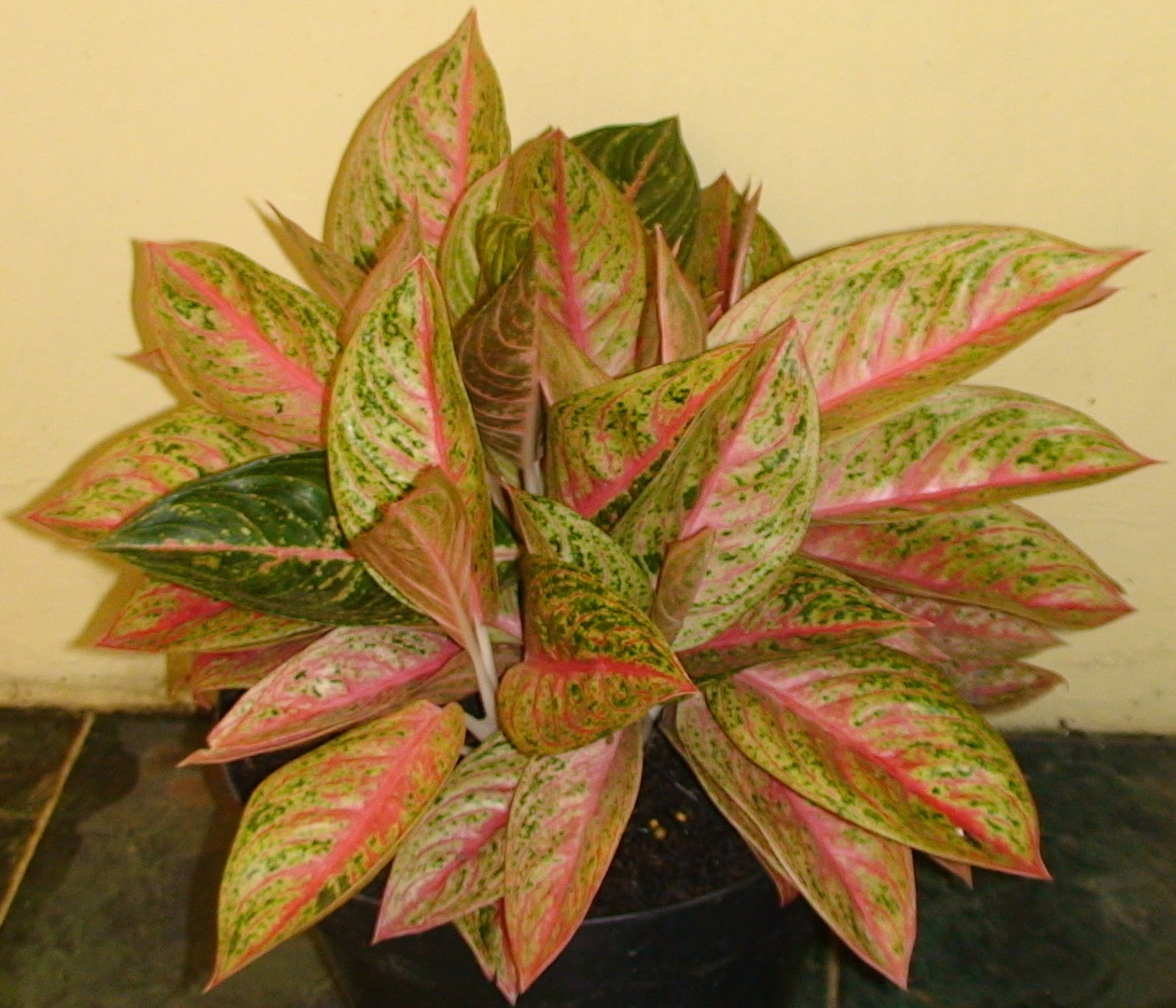  Legacy  Aglaonema  Plant aglaonema  aglo aglao 