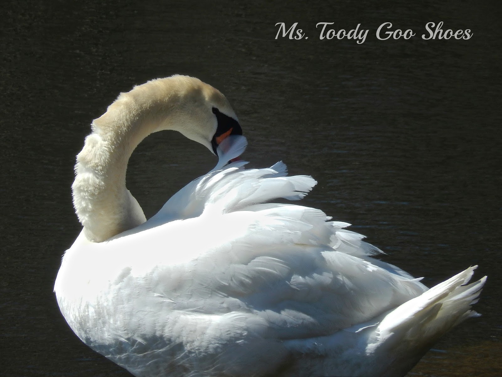 My March Photo Diary  --- Ms. Toody Goo Shoes