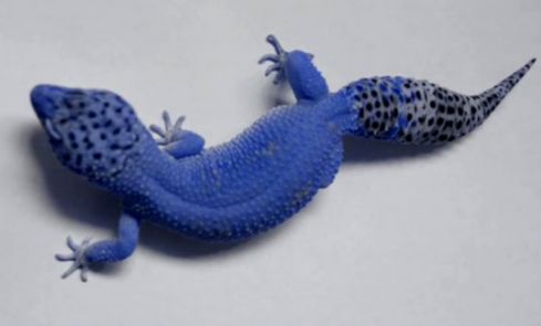 Blue Leopard Gecko