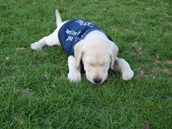 The Israel Guide Dog Center for the Blind