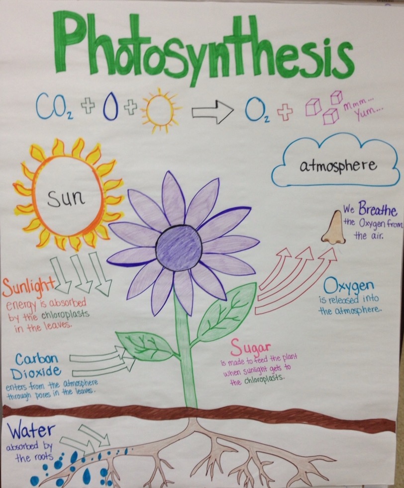 Science and Physical Education Plants