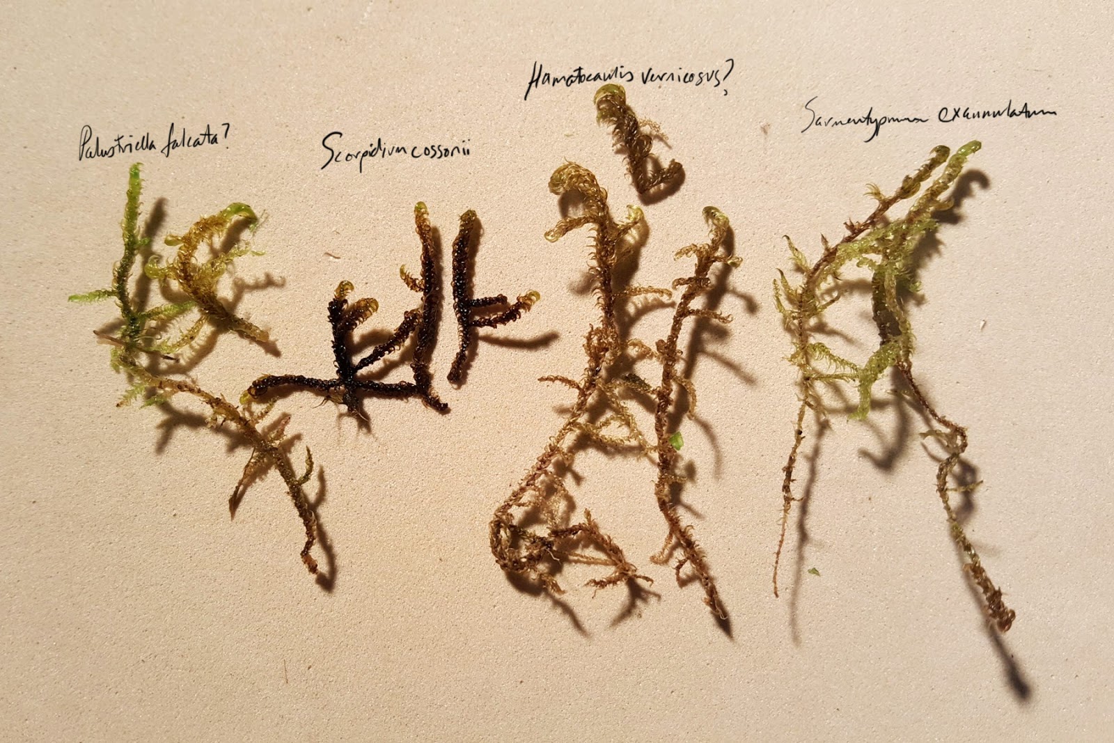 South Wales Bryophytes Brown moss confusion