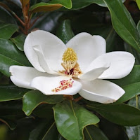 The Evergreen Sweetness of the Magnolia Mother