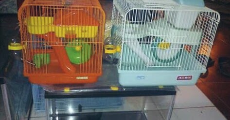 Contoh Dan Kriteria Kandang Hamster Yang Baik Hobinatang