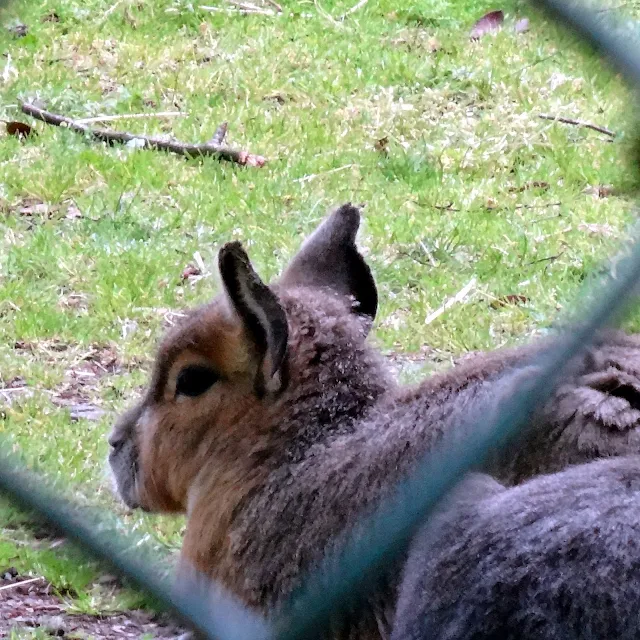 squirrels_zoo