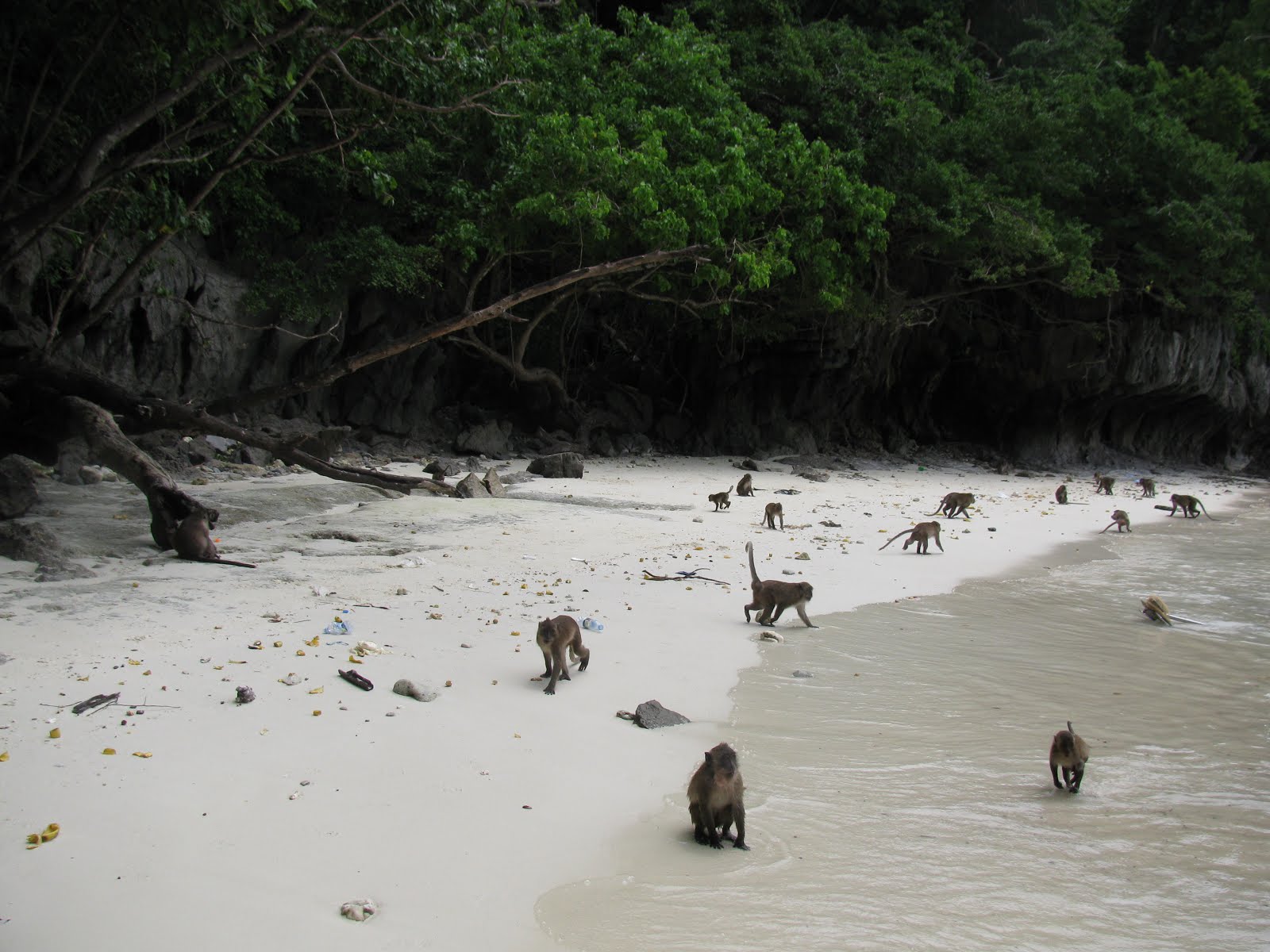 Тайланд остров обезьян